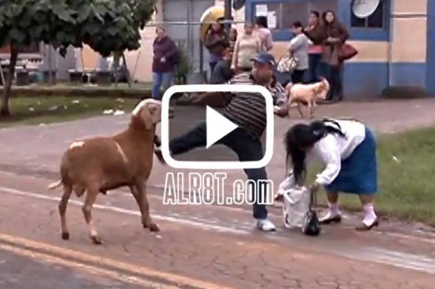 Angry Billy Goat Terrorizes Town - ALR8T.com